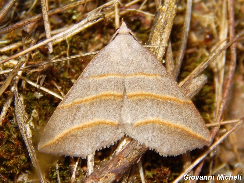 Un''altra Colobochila salicalis